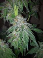 Bild von 207HeavyHeads (Blue Cheese)