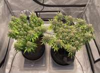 Barneys Farm Blue Cheese - ein Foto von Jeremy710