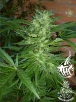 Barneys Farm Chronic Thunder - ein Foto von Faricurgrower