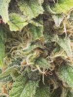 Bild von eodonnn (Cookies Kush)