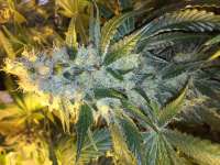 Bild von Shark57 [Cookies Kush]