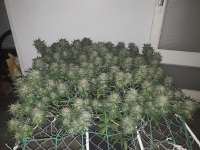 Bild von KushCook31 [Cookies Kush]