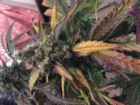 Bild von Shark57 (Cookies Kush)