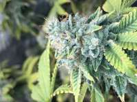 Bild von goldgrows (Cookies Kush)