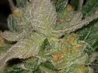 Bild von Tappy01 (Cookies Kush)