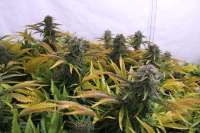 Barneys Farm Critical Kush - ein Foto von Tombstonex