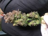 Bild von weeed (Critical Kush)