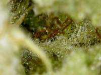 Barneys Farm Kush Mintz - ein Foto von zixvi