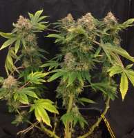 Bild von Erone (Liberty Haze)