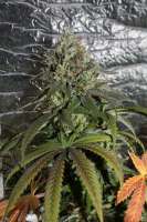 Bild von JackSpliff (Liberty Haze)