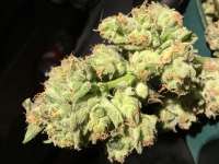 Bild von Fuknluv420 (Peyote Critical)