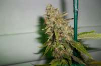 Bild von MaxYield (Pineapple Chunk)