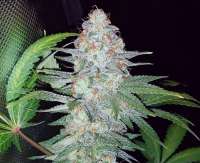 Barneys Farm Pineapple Chunk - ein Foto von growweedeasy