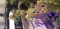 Barneys Farm Pineapple Express - ein Foto von synapse57