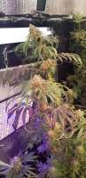 Barneys Farm Pineapple Express - ein Foto von synapse57