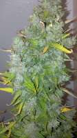 Bild von hank123 [Pineapple Express]