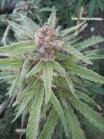 Bild von ElZorro86 (Purple Punch)