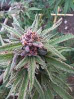 Bild von ElZorro86 (Purple Punch)