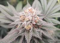 Barneys Farm Strawberry Lemonade - ein Foto von sh0wtime