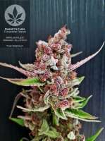 Bild von pineappleltd (Tangerine Dream)