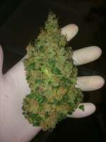 Bild von weeed (Vanilla Kush)