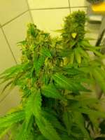 Barneys Farm Violator Kush - ein Foto von sickW