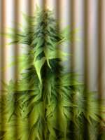 Bild von hemp47 (Violator Kush)