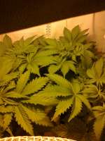 Bild von hemp47 (Violator Kush)