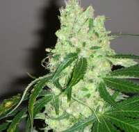 Bild von SativaFred (Violator Kush)