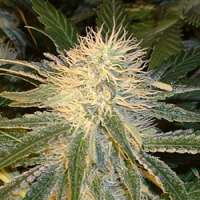 Bild von SativaFred (Violator Kush)