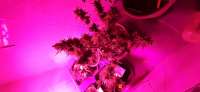 Barneys Farm Watermelon Zkittlez Auto - ein Foto von Chelethc