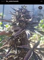 Bild von BzSelectSeeds (Agent J)