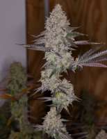 Beyond Hype Seed Co Blue Lemoon - ein Foto von Beyondhypeseedco