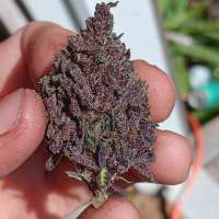 BiPolarBear420 Purple Pono - ein Foto von Bipolarbear420