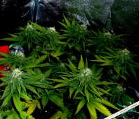 Big Buddha Seeds Cheese - ein Foto von admin