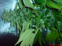 Big Buddha Seeds Cheesy Dick - ein Foto von JAHJAHChildren