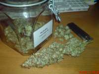 Big Buddha Seeds Freeze Cheese '89 - ein Foto von JAHJAHChildren