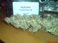 Big Buddha Seeds Freeze Cheese '89 - ein Foto von JAHJAHChildren