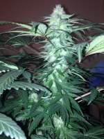 Big Buddha Seeds L.A. Cheese - ein Foto von Potanist