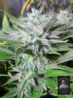 Bild von lovekush (BlueG)