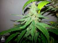 Bigdogs Seeds Collection ChocoDurban - ein Foto von admin