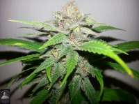 Bigdogs Seeds Collection ChocoDurban - ein Foto von admin