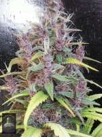 Bigdogs Seeds Collection Lady Durban - ein Foto von admin