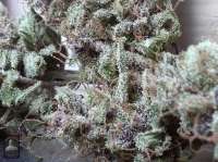 Bigdogs Seeds Collection Lady Durban - ein Foto von admin