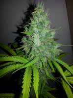 Bigdogs Seeds Collection Panoramix - ein Foto von lovekush