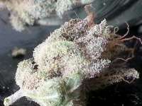 Bigdogs Seeds Collection Purple Rain - ein Foto von admin