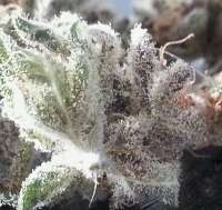 Bigdogs Seeds Collection Purple Rain - ein Foto von admin