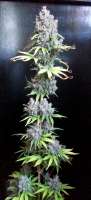 Bigdogs Seeds Collection Silver Moon - ein Foto von admin