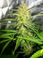 Bigdogs Seeds Collection Silver Rocket - ein Foto von BigdogsSeeds