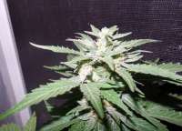 Black Skull Seeds Diesel Matic - ein Foto von cheifyc